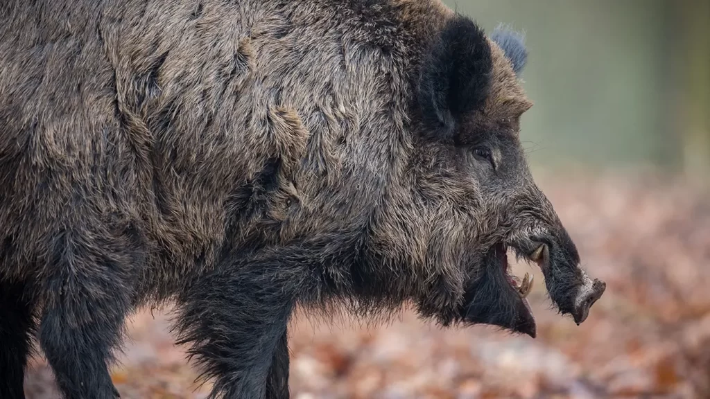 Šernas: biologija, elgsena ir šernų medžioklės ypatumai