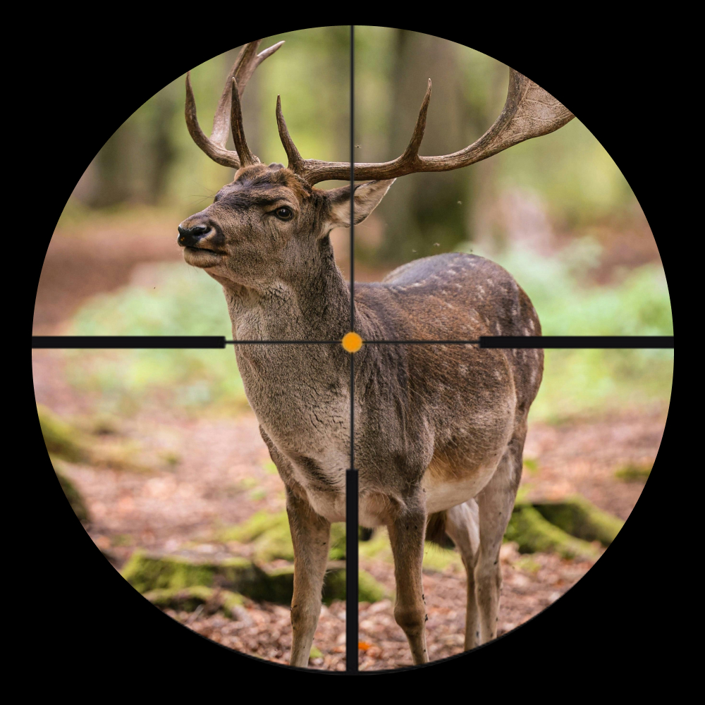 Swarovski Optik Z8i 2-16×50 P dieninė optika - Image 3